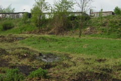 Ślepiotka